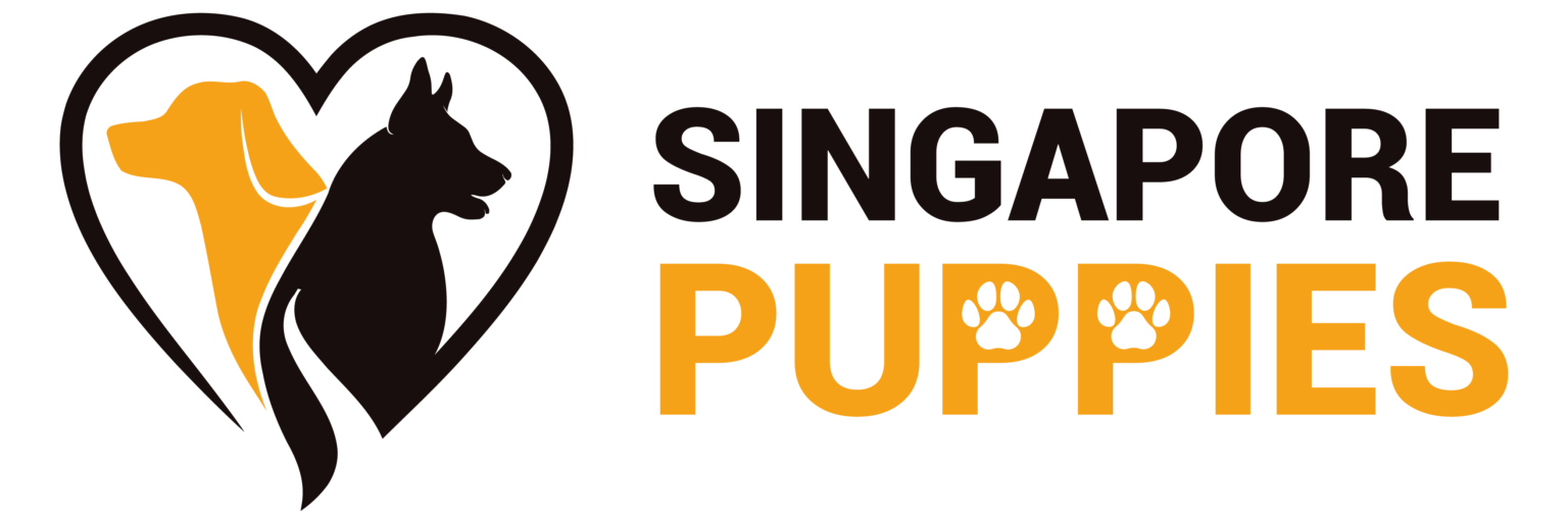 dog-breeds-available-in-singapore-singapore-puppies